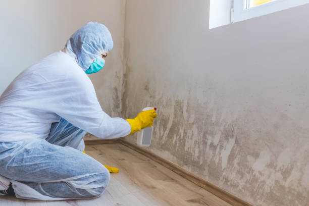 Licensed Basement Mold Remediation service in Belmar, NJ - Car Mold Remediation