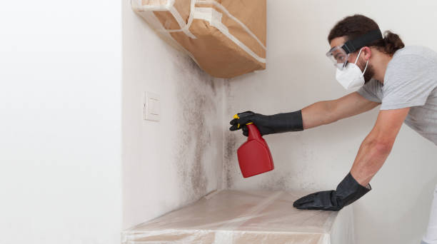 Professional Basement Mold Remediation technician working in Belmar, NJ