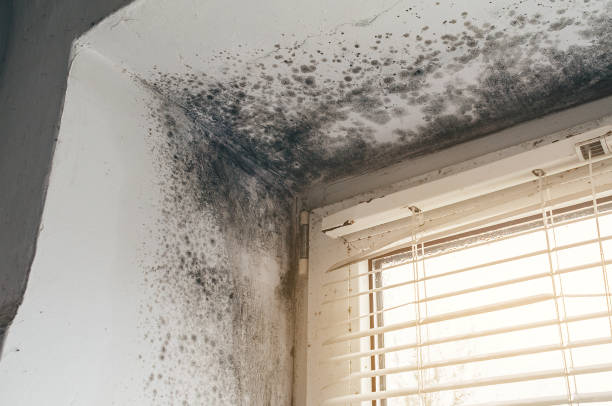 Affordable Basement Mold Remediation solutions in Belmar, NJ